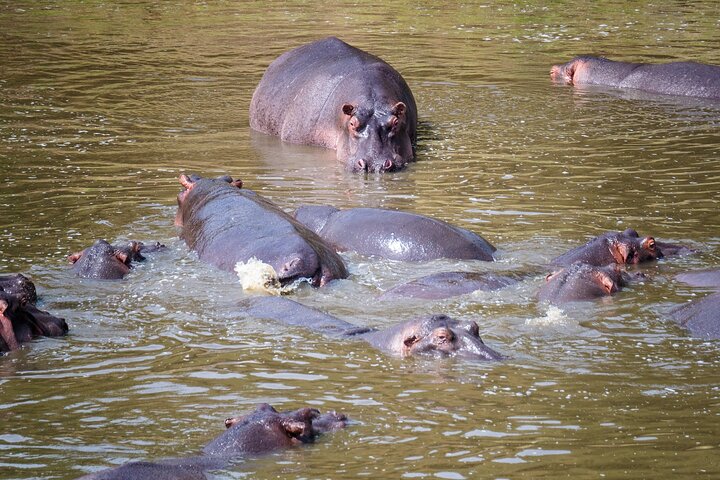 Kigali: Full-Day Akagera Safari + Optional Boat Ride