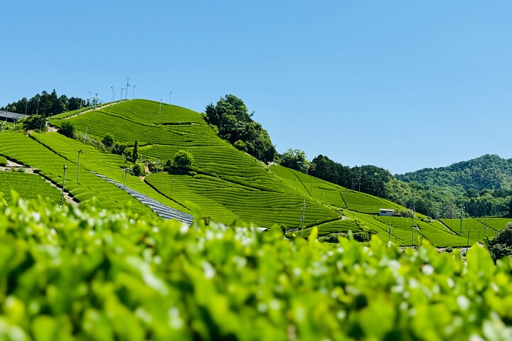 Uji og Wazuka Matcha gård halvdag privat guidet tur