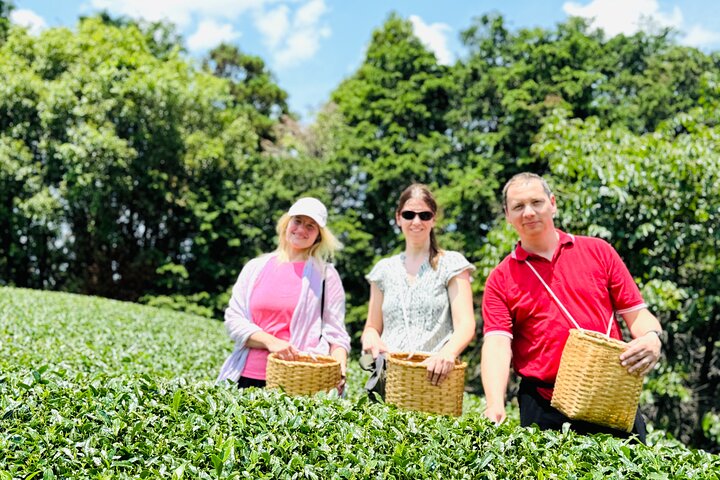 7 timers privat guidet tur til Uji og Wazuka Matcha Farm