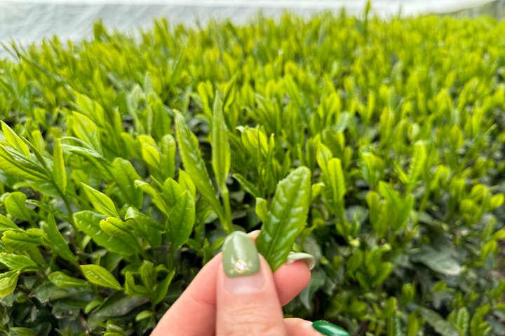 7 timers privat guidet tur til Uji og Wazuka Matcha Farm
