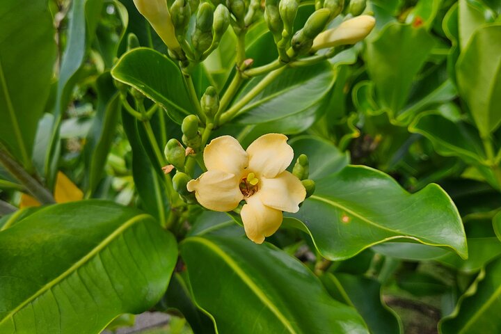 Excursão de um dia pelos vulcões, cachoeiras, praias e destaques de Hilo