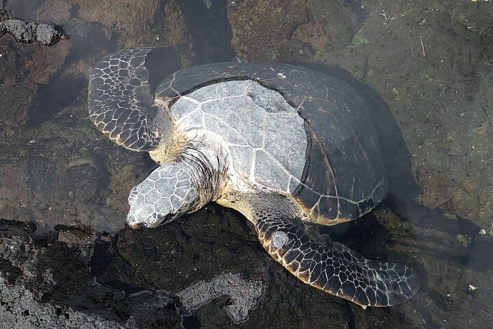 Excursão de um dia pelos vulcões, cachoeiras, praias e destaques de Hilo