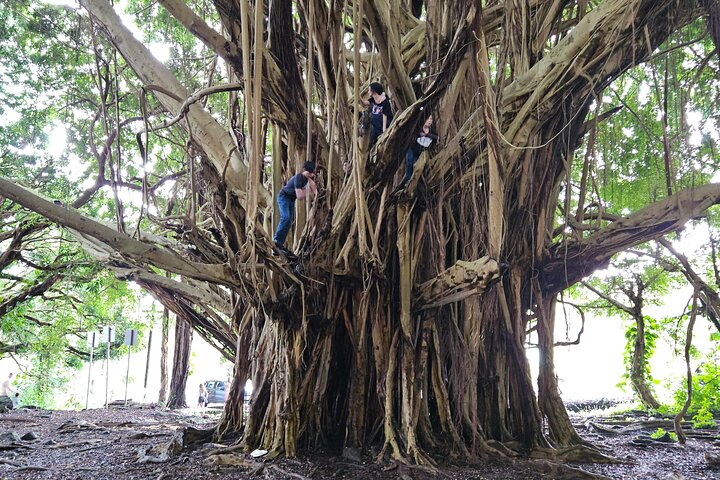 Excursão de um dia pelos vulcões, cachoeiras, praias e destaques de Hilo