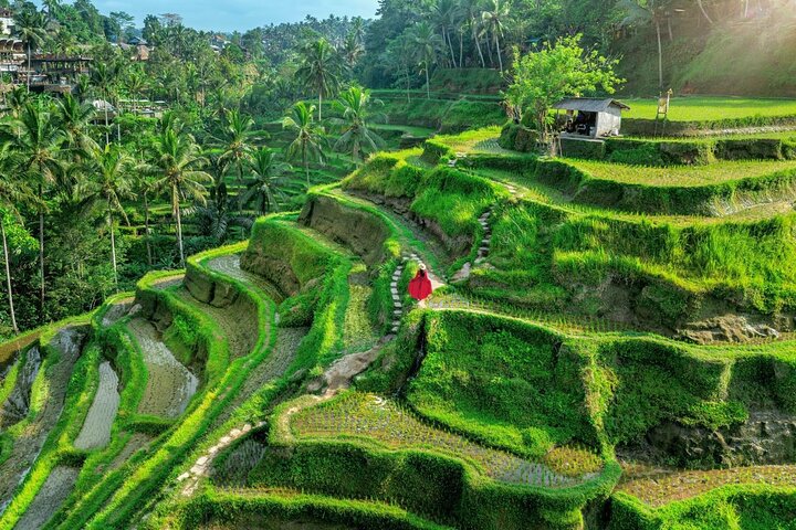 Ubud : All-inclusive privétour met waterval, tempel en rijstterras