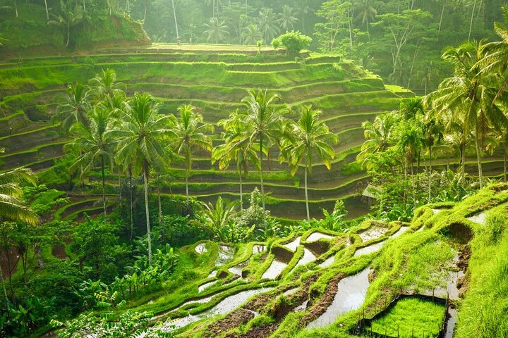 Ubud : All-inclusive privétour met waterval, tempel en rijstterras