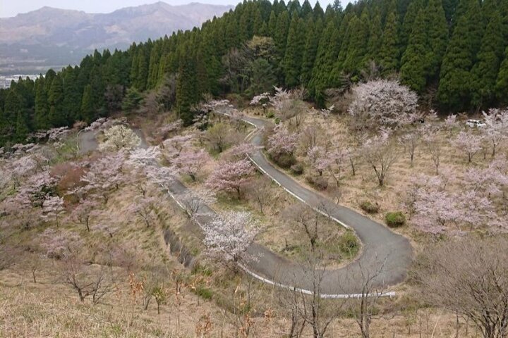 Dagstur til Miyazaki Takachiho Gorge & Shrine afgår fra Fukuoka