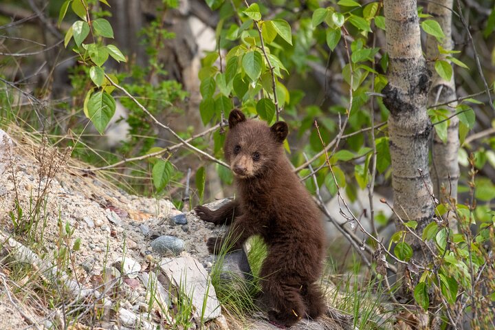 Visita al Parque Nacional Jasper: Valle Maligne, Lago Medicine e Isla Spirit