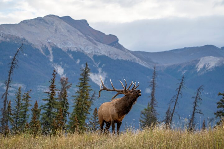 Visita al Parque Nacional Jasper: Valle Maligne, Lago Medicine e Isla Spirit