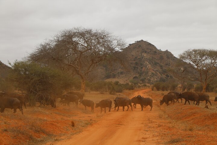NUIT DE SAFARI AU PARC NATIONAL DE TSAVO EAST DEPUIS MOMBASA orDIANI