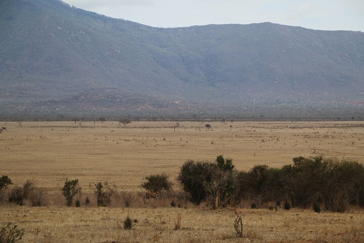 NUIT DE SAFARI AU PARC NATIONAL DE TSAVO EAST DEPUIS MOMBASA orDIANI