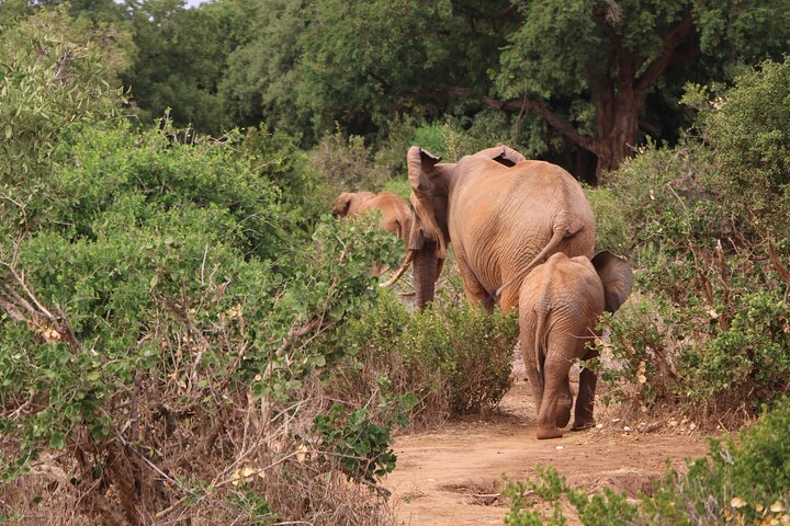 NUIT DE SAFARI AU PARC NATIONAL DE TSAVO EAST DEPUIS MOMBASA orDIANI