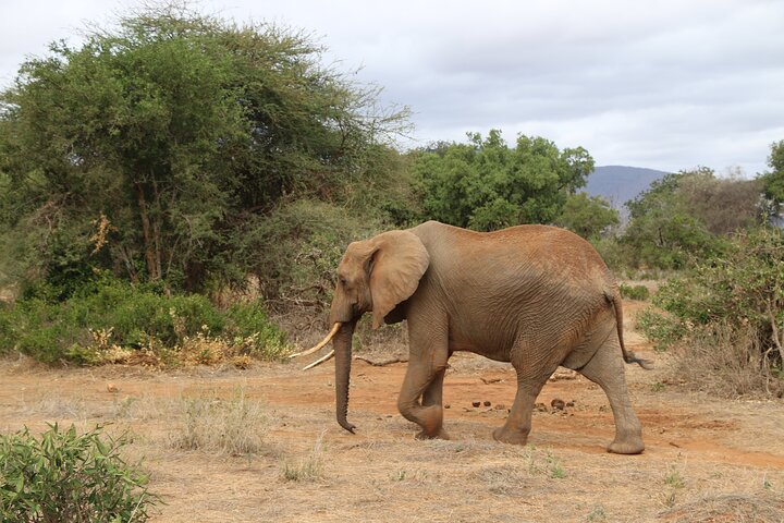 NUIT DE SAFARI AU PARC NATIONAL DE TSAVO EAST DEPUIS MOMBASA orDIANI