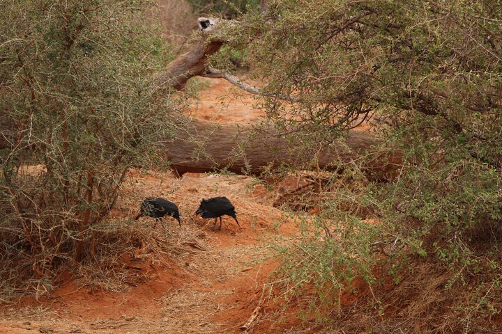 NUIT DE SAFARI AU PARC NATIONAL DE TSAVO EAST DEPUIS MOMBASA orDIANI