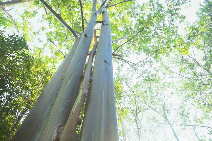 Strada privata per Hana Rainforest & Waterfall Experience da Maui