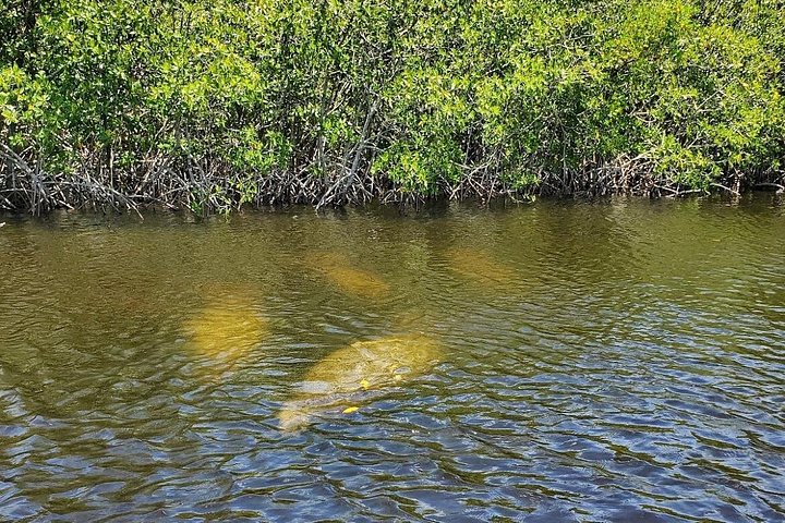 Recorrido ecológico por la playa en barco con manatíes, delfines y 10 000 islas