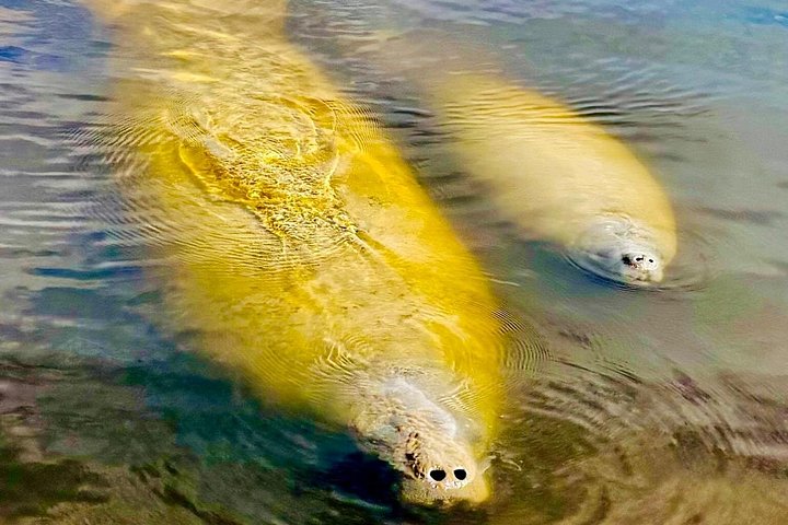 Recorrido ecológico por la playa en barco con manatíes, delfines y 10 000 islas