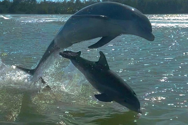 Recorrido ecológico por la playa en barco con manatíes, delfines y 10 000 islas