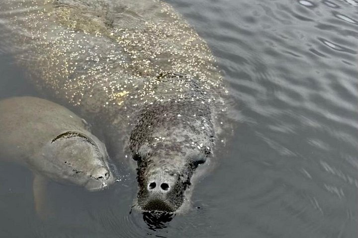 Recorrido ecológico por la playa en barco con manatíes, delfines y 10 000 islas