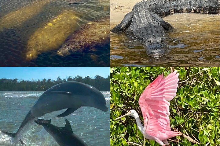 Recorrido ecológico por la playa en barco con manatíes, delfines y 10 000 islas