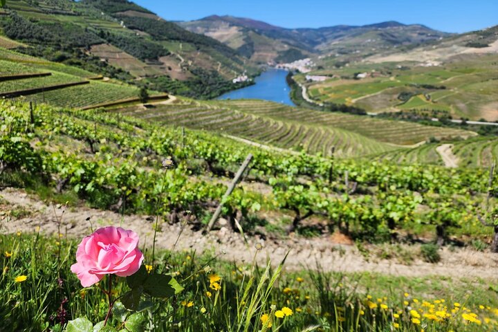 Privat Douro Valley Tour (2 vingårder + båt)