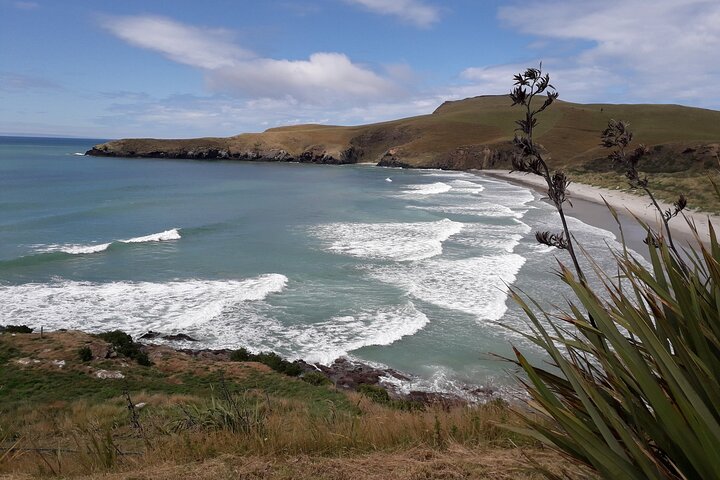 Dunedin, Península de Otago Tour de conservación de paisajes y ópera