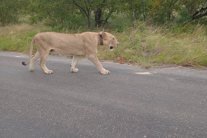 Kruger Park Safari from Maputo