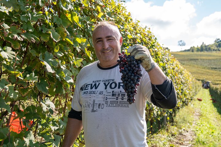 Dégustation de Barolo et visite des vignobles