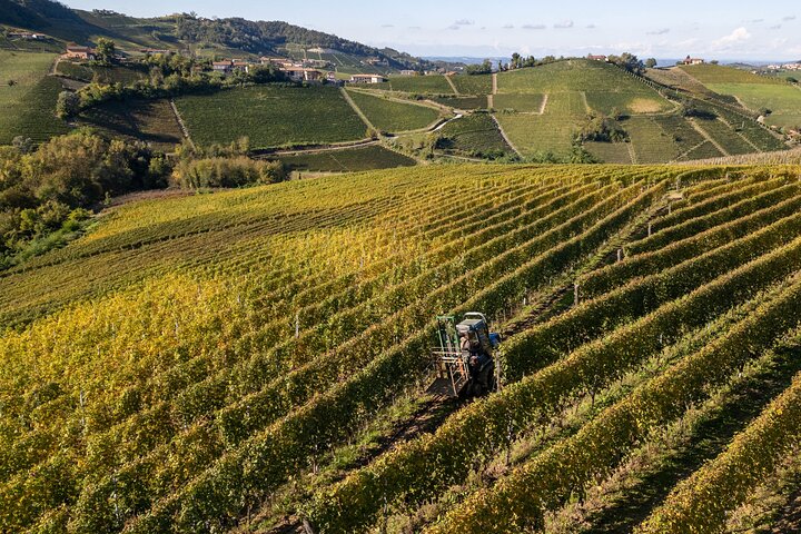 Dégustation de Barolo et visite des vignobles