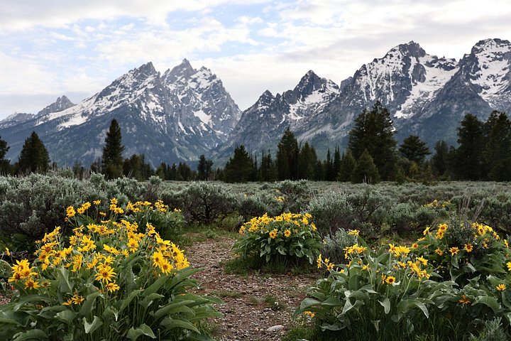 Tour in auto del Grand Teton National Park