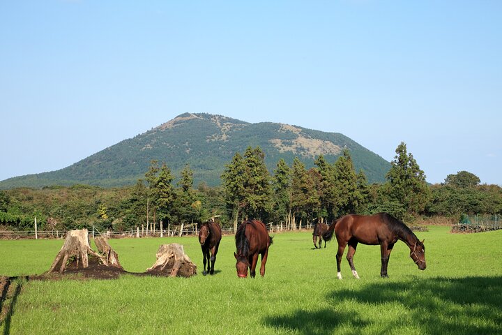 Volledige dag aanpasbare privétour naar Jeju Island