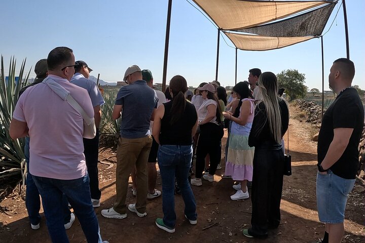 José Cuervo Tequila Tour & Agave Champs au départ de Guadalajara