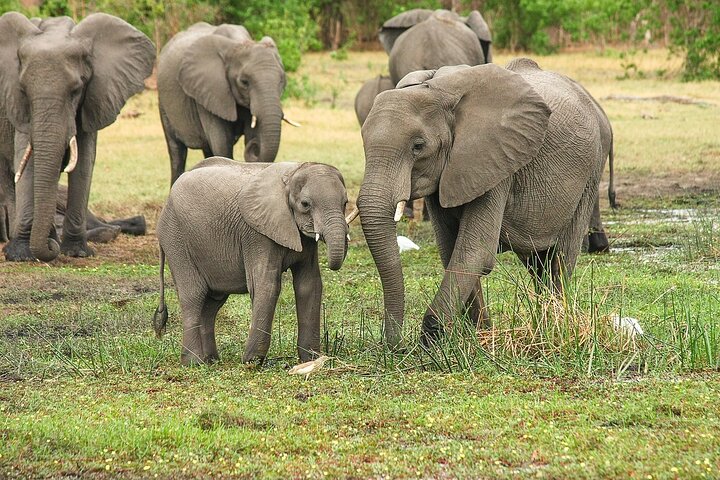 Daressalam : 1 - Tagessafari im Mikumi Nationalpark mit kostenloser Abholung