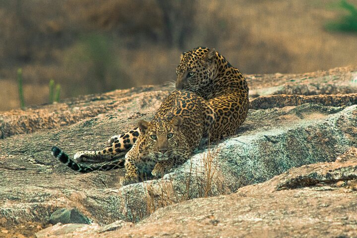 Ranthambore Tiger Safari i Jeep eller galopp med pickup