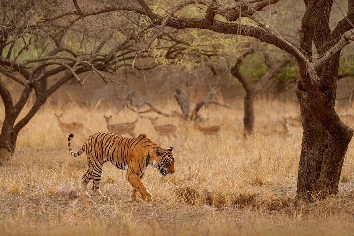 Ranthambore Tiger Safari i Jeep eller galopp med pickup