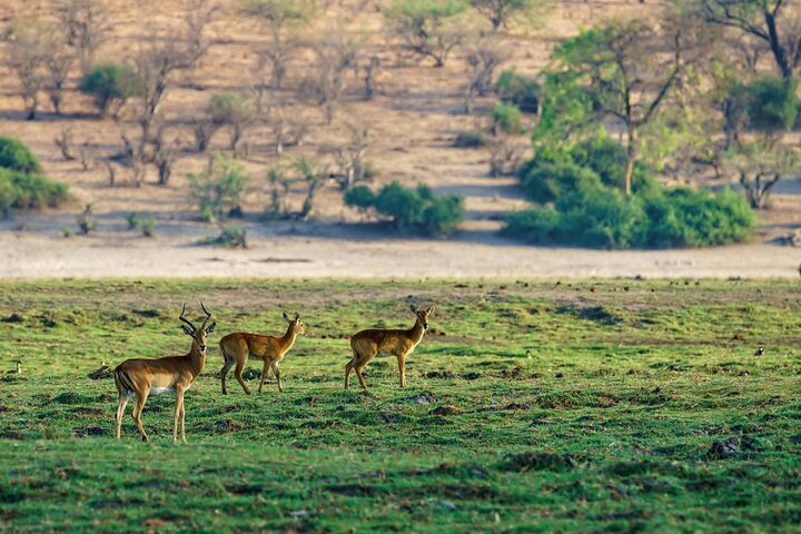 Ranthambore Tiger Safari i Jeep eller galopp med pickup
