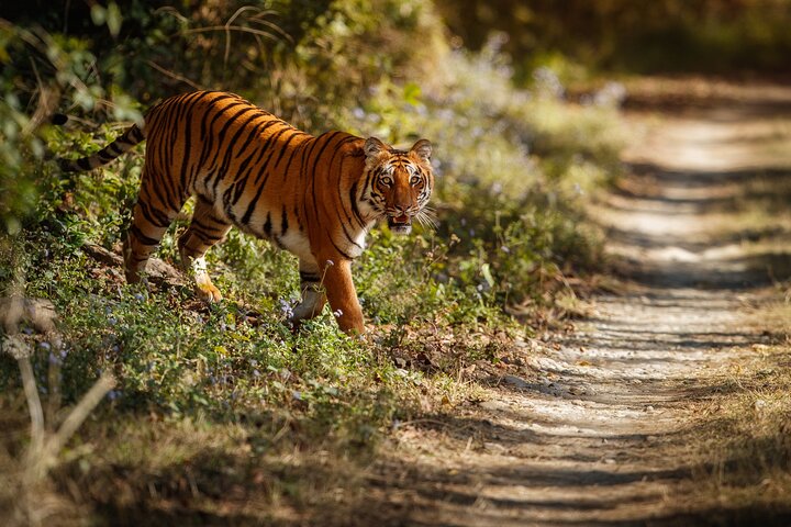 Ranthambore Tiger Safari i Jeep eller galopp med pickup