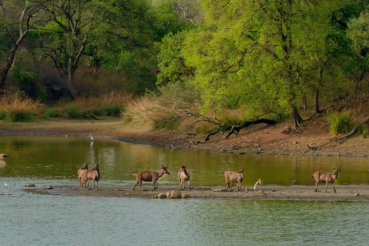 Ranthambore Tiger Safari i Jeep eller galopp med pickup