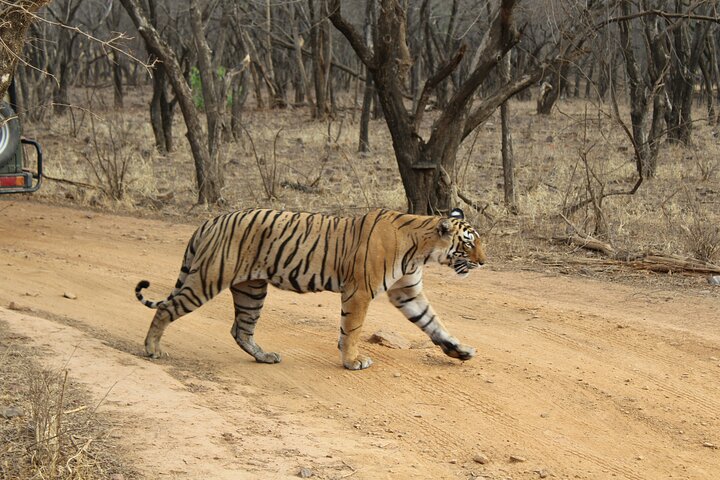 Ranthambore Tiger Safari i Jeep eller galopp med pickup