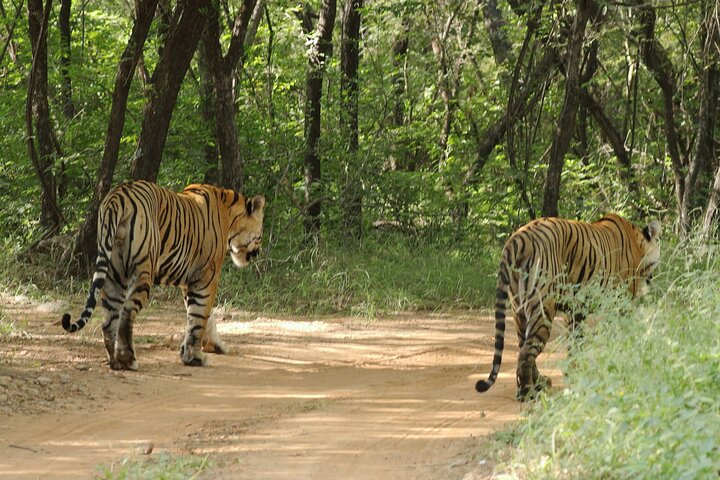 Ranthambore Tiger Safari i Jeep eller galopp med pickup