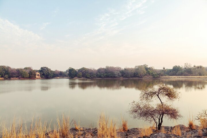 Ranthambore Tiger Safari i Jeep eller galopp med pickup
