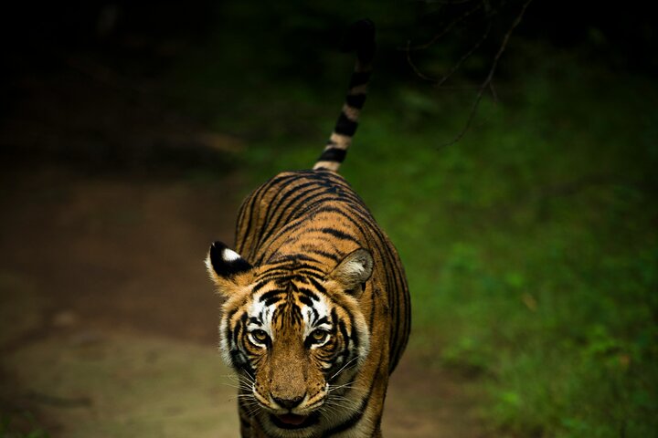 Ranthambore Tiger Safari i Jeep eller galopp med pickup