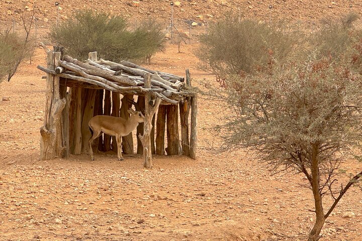 Sunset Edge of the World with Deers & Camels 4x4 Adventure Riyadh