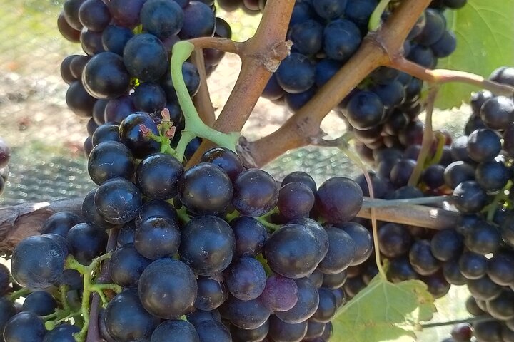 Tour privado por Martinborough para entusiastas del vino