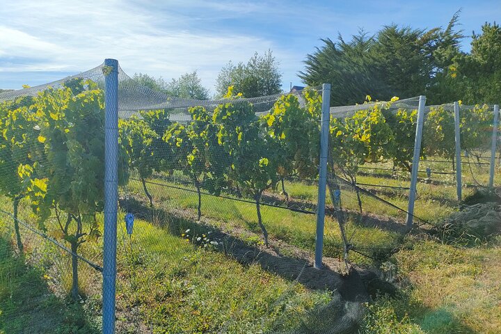 Tour privado por Martinborough para entusiastas del vino