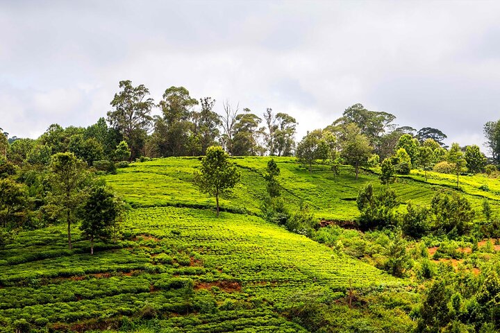 Coimbatore till Ooty dagsutflykt - Utforska en perfekt Hill Station