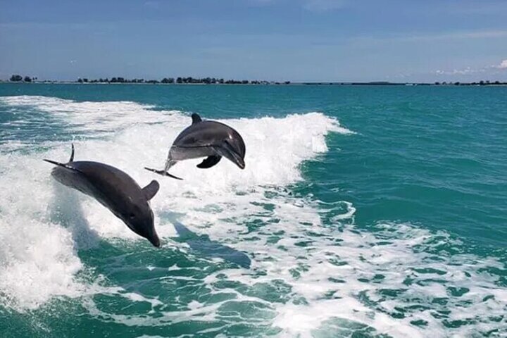 !! Flippers divertido barco !! Aventura de golfinhos em Clearwater Beach!