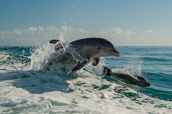 !! Flippers divertido barco !! Aventura de golfinhos em Clearwater Beach!
