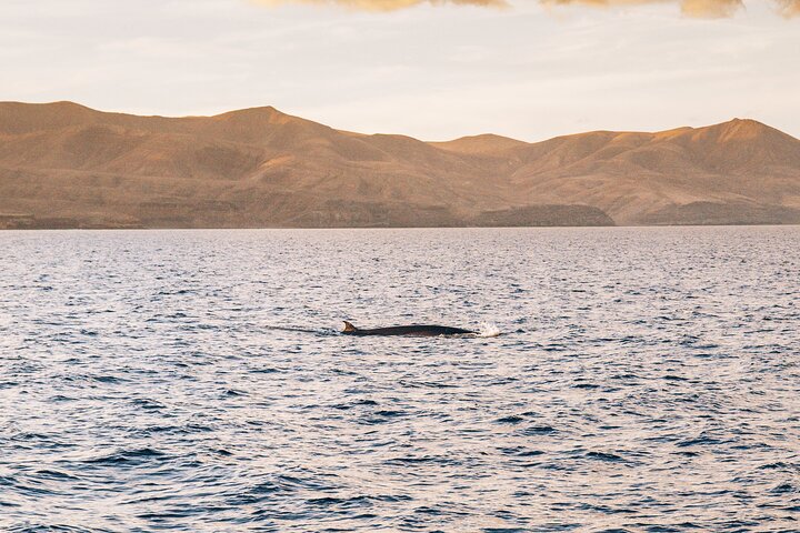 Lanzarote: Delfine bei Sonnenuntergang 2-stündige Segelkatamaran Tour