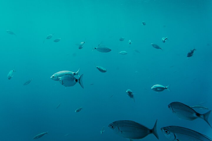 Catamarancruise naar Papagayo stranden, lunch en wateractiviteiten