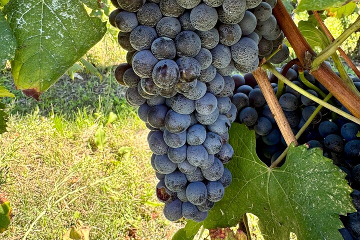 Proef Barolo en Barbaresco met een Sommelier. Wijntour door Piemonte